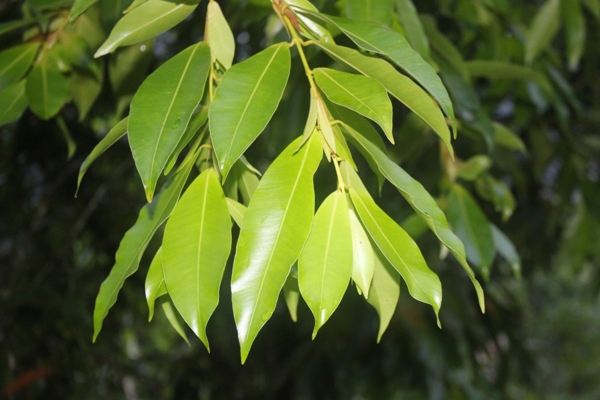 Calophyllum bracteatum Thwaites